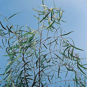 Eucalyptus - Willow - Click Image to Close