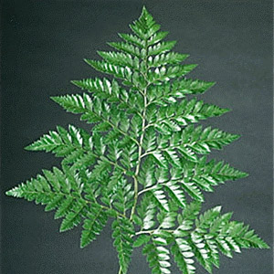 Leather Leaf Fern - Click Image to Close