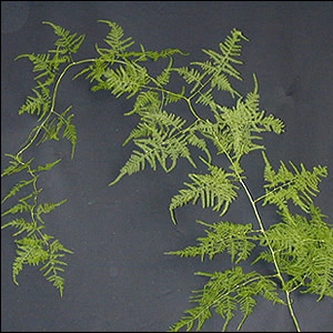 Fern - Plumosa - Click Image to Close