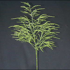 Fern - Tree - Click Image to Close