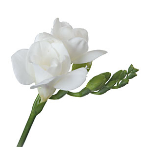 Freesia - White - Click Image to Close