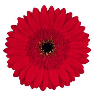 Gerbera - Chief - Click Image to Close