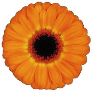 Mini Gerbera - Comedy - Click Image to Close