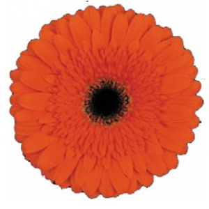 Mini Gerbera - Dyna - Click Image to Close