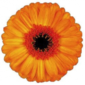 Mini Gerbera - Energique - Click Image to Close