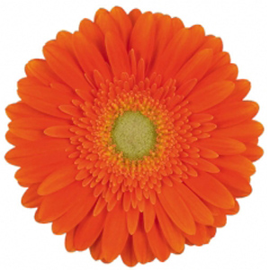 Gerbera - Firestarter - Click Image to Close