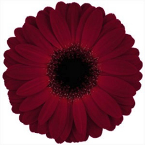 Mini Gerbera - Honolulu - Click Image to Close