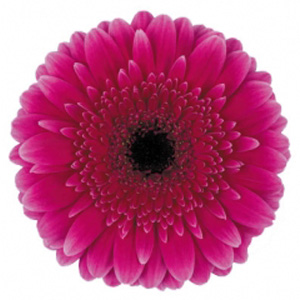 Gerbera - Lancaster - Click Image to Close