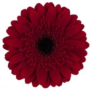 Mini Gerbera - Masserati - Click Image to Close