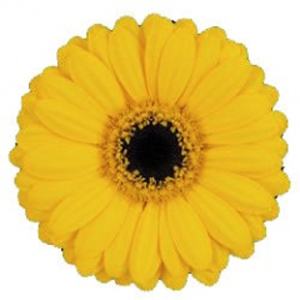 Mini Gerbera - Mundi - Click Image to Close