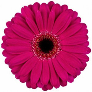 Mini Gerbera - Paddington - Click Image to Close