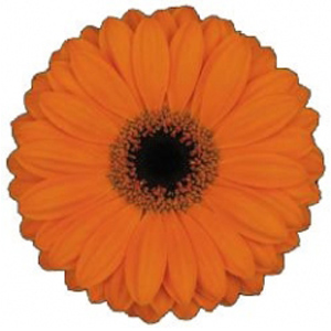 Mini Gerbera - Remy - Click Image to Close