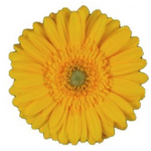 Mini Gerbera - Yellino - Click Image to Close