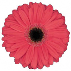 Gerbera - Yucatan - Click Image to Close