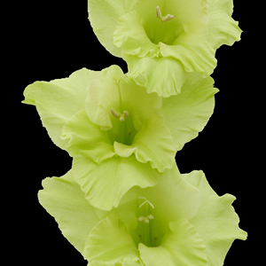 Gladiolus - Green - Click Image to Close