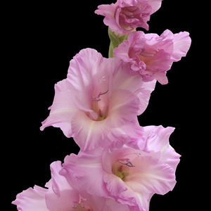 Gladiolus - Lavender - Click Image to Close