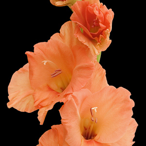 Gladiolus - Orange - Click Image to Close