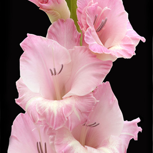 Gladiolus - Pink - Click Image to Close