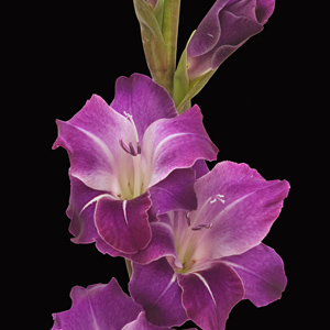 Gladiolus - Purple - Click Image to Close