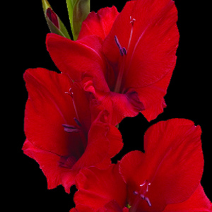 Gladiolus - Red - Click Image to Close
