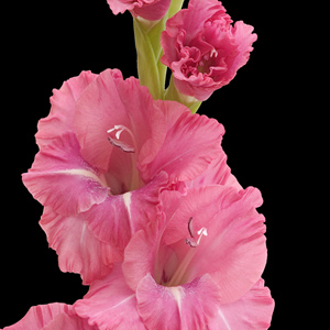 Gladiolus - Deep Pink - Click Image to Close