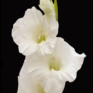 Gladiolus - White - Click Image to Close