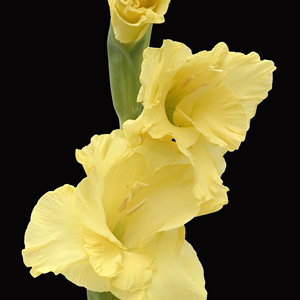 Gladiolus - Yellow - Click Image to Close