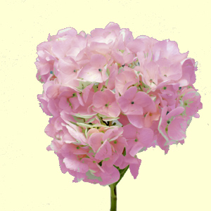 Hydrangea - 25 Stems Light Pink - Click Image to Close