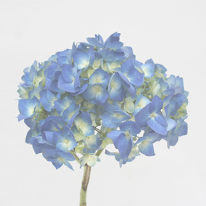 Hydrangea - 10 Stems Pale Blue - Click Image to Close