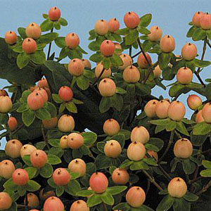 Hypericum - Pale Peach - Click Image to Close