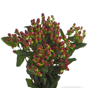 Hypericum - Red - Click Image to Close