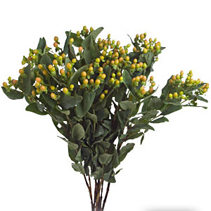 Hypericum - Pale Yellow - Click Image to Close