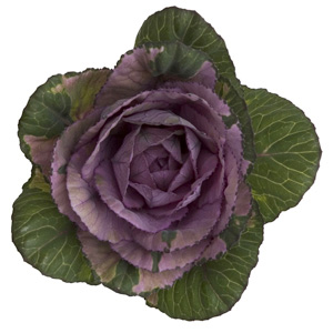 Kale - Purple - Click Image to Close