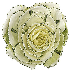 Kale - Cream/White - Click Image to Close