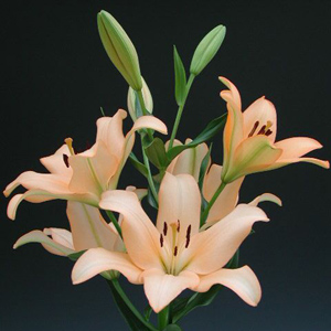 LA Hybrid Lily - Pale Peach - Click Image to Close