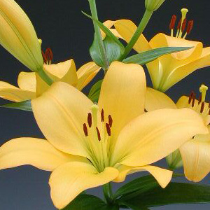 LA Hybrid Lily - Yellow - Click Image to Close