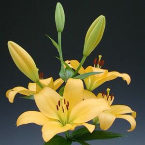 LA Hybrid Lily - Yellow - Click Image to Close