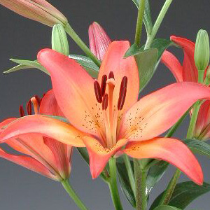 LA Hybrid Lily - Royal Sunset - Click Image to Close