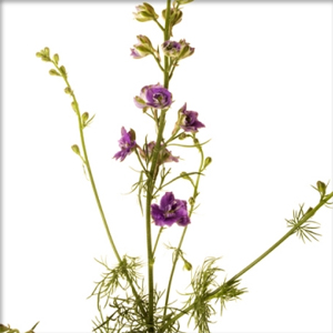 Larkspur - Lavender - Click Image to Close