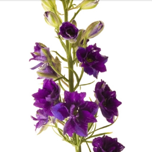 Larkspur - Purple - Click Image to Close