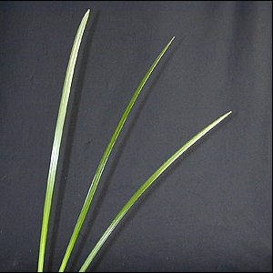 Lily Grass - Click Image to Close