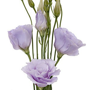 Lisianthus - Lavender - Click Image to Close