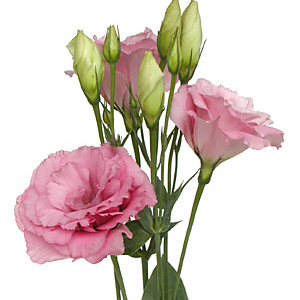 Lisianthus - Pink - Click Image to Close