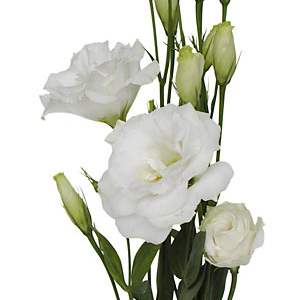 Lisianthus - White - Click Image to Close