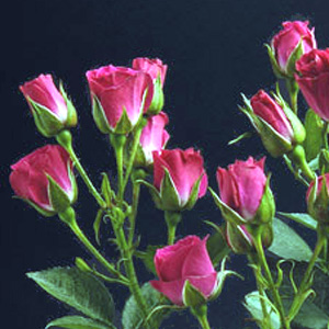 Spray Rose - Lovely Lydia - Click Image to Close