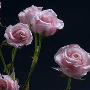 Spray Rose - Purple Sensation - Click Image to Close