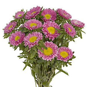 Matsumoto Aster - Pink - Click Image to Close