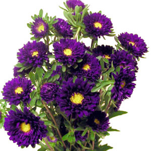 Matsumoto Aster - Purple - Click Image to Close