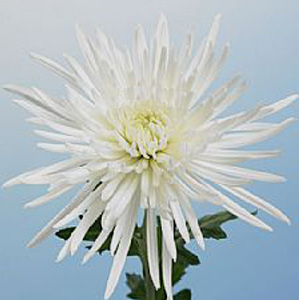 Spider Mum - White - Click Image to Close