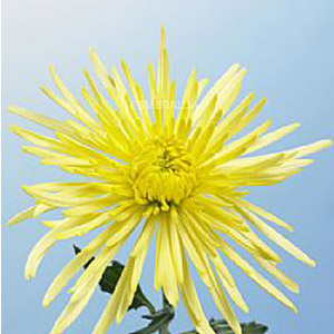 Spider Mum - Yellow - Click Image to Close